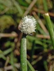 Eleocharis elegans