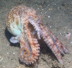 Amphioctopus