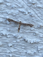 Lantanophaga pusillidactylus