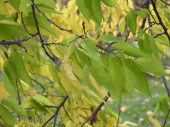 Celtis occidentalis