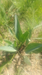 Arnoglossum plantagineum