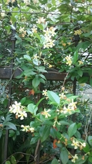 Trachelospermum jasminoides