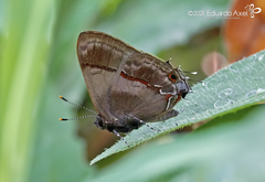 Lamprospilus collucia