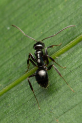 Prolasius