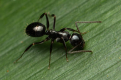 Prolasius