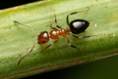 Prolasius convexus