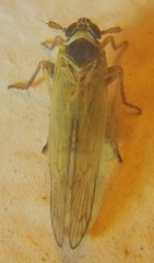 Javesella pellucida