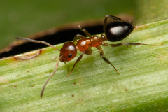 Prolasius convexus