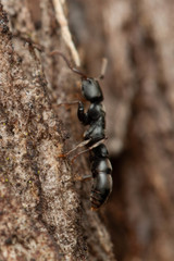 Platythyrea parallela