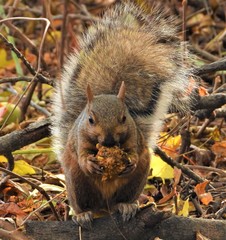 Sciurus carolinensis
