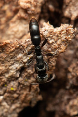 Platythyrea parallela