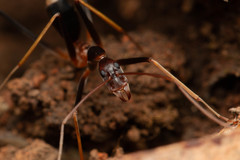 Leptomyrmex rothneyi