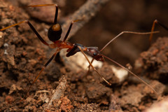 Leptomyrmex rothneyi
