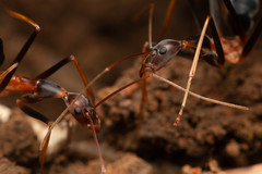 Leptomyrmex rothneyi