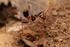 Leptomyrmex rothneyi