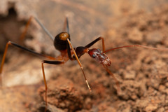 Leptomyrmex rothneyi