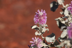 Ptilotus rotundifolius