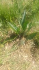 Arnoglossum plantagineum