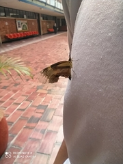 Lepidoptera