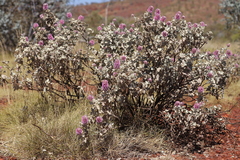 Ptilotus rotundifolius
