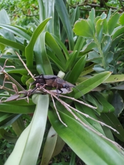 Ctenoscelis acanthopus