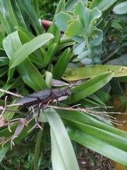 Ctenoscelis acanthopus