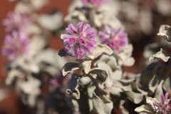 Ptilotus rotundifolius