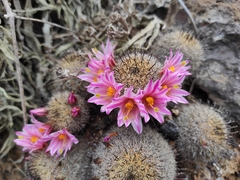 Mammillaria blossfeldiana blossfeldiana