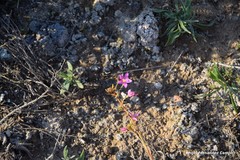 Centaurium quadrifolium