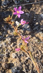 Centaurium quadrifolium