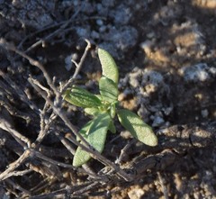 Helianthemum squamatum