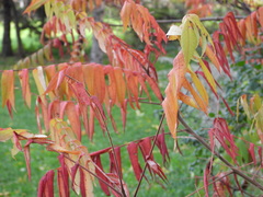 Rhus typhina