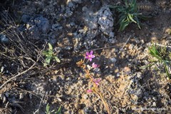 Helianthemum squamatum