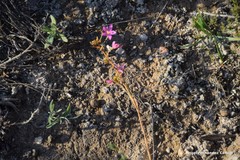 Centaurium quadrifolium