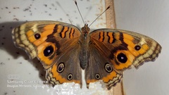 Junonia