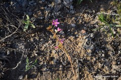 Centaurium quadrifolium