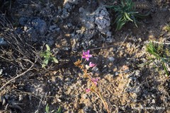 Centaurium quadrifolium