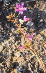 Centaurium quadrifolium