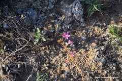 Centaurium quadrifolium