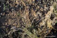 Centaurium quadrifolium