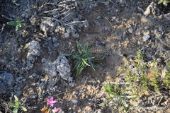 Centaurium quadrifolium