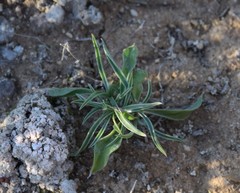 Centaurium quadrifolium