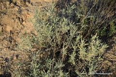 Helianthemum squamatum