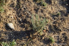 Helianthemum squamatum