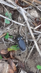 Carabus saulcyi