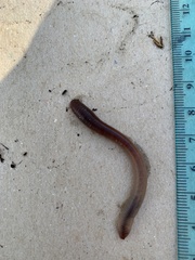 Lumbricus rubellus