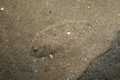Arnoglossus laterna
