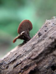 Chlorencoelia versiformis