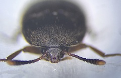 Pseudoholostrophus discolor