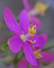 Centaurium grandiflorum